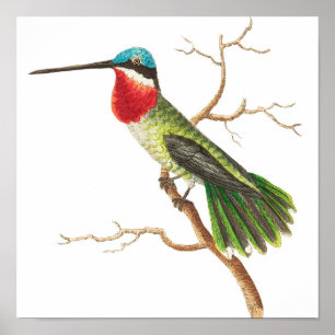 Poster Ilustração Vintage hummingbird