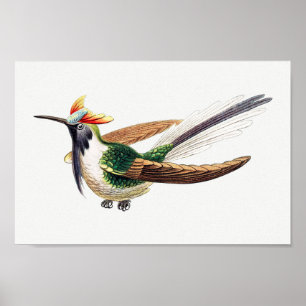 Poster Ilustração Vintage hummingbird