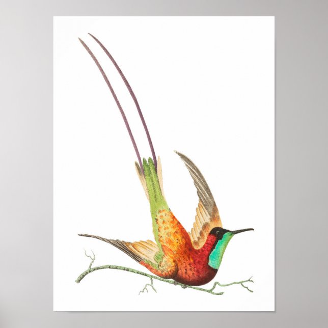 Poster Ilustração Vintage hummingbird (Frente)