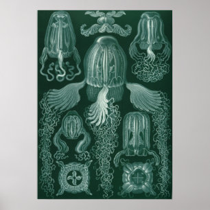 Poster Ilustração Vintage Jellyfish