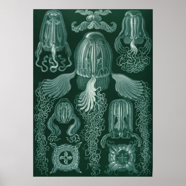 Poster Ilustração Vintage Jellyfish (Frente)