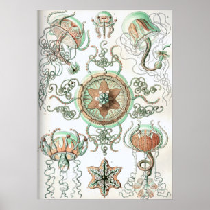 Poster Ilustração Vintage Jellyfish
