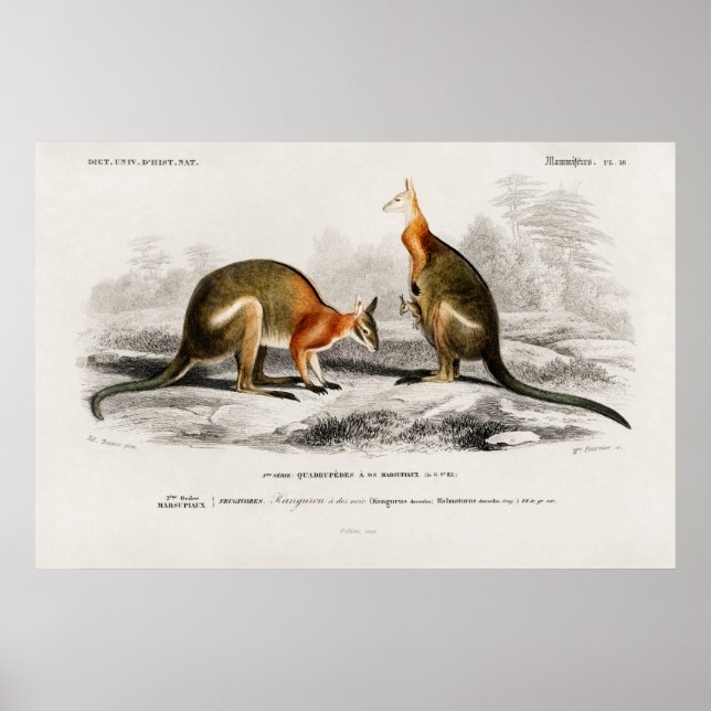 Poster Ilustração Vintage Kenguru (Frente)