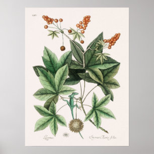 Poster Ilustração Vintage Lizard