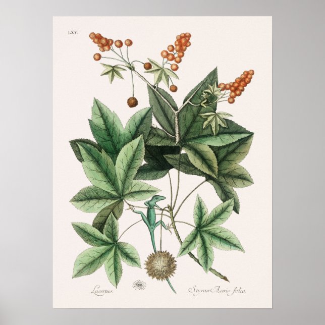 Poster Ilustração Vintage Lizard (Frente)