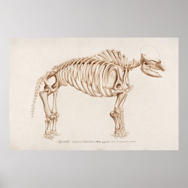 Poster Ilustração Vintage Mamoth (Frente)