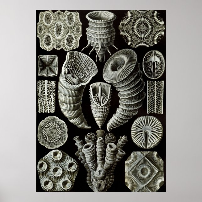 Poster Ilustração Vintage Marine Life (Frente)