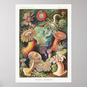 Poster Ilustração Vintage Marine Life