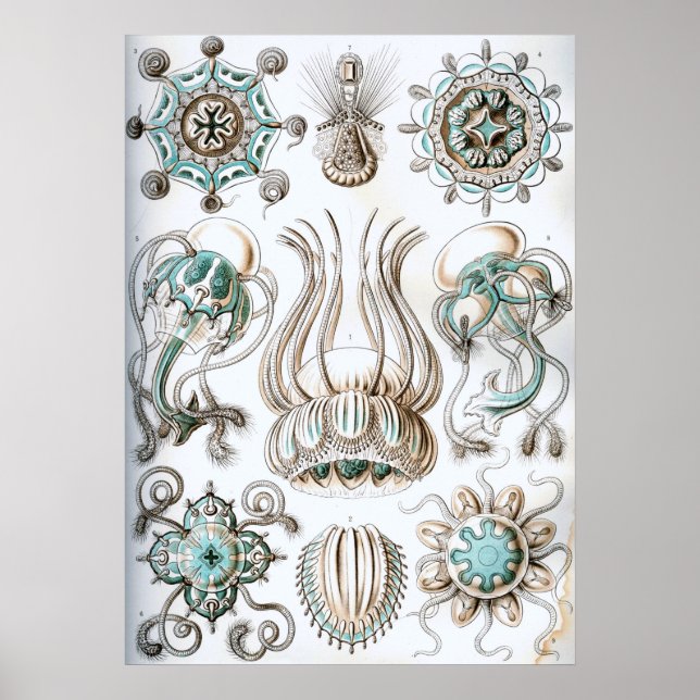 Poster Ilustração Vintage Marine Life (Frente)