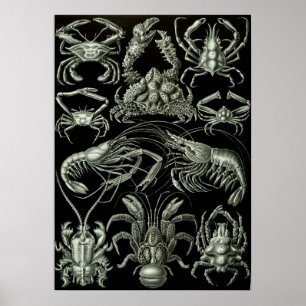 Poster Ilustração Vintage Marine Life