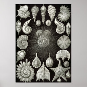 Poster Ilustração Vintage Marine Life