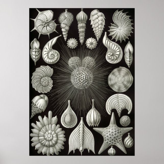 Poster Ilustração Vintage Marine Life (Frente)