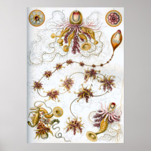 Poster Ilustração Vintage Marine Life