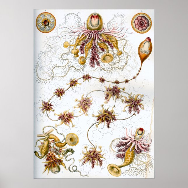 Poster Ilustração Vintage Marine Life (Frente)