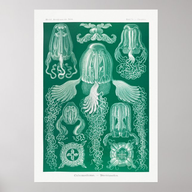 Poster Ilustração Vintage Marine Life (Frente)