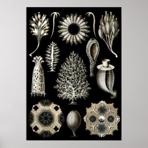 Poster Ilustração Vintage Marine Life