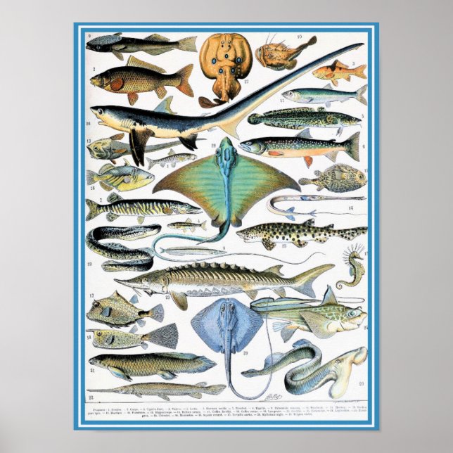 Poster Ilustração Vintage Marine Life (Frente)