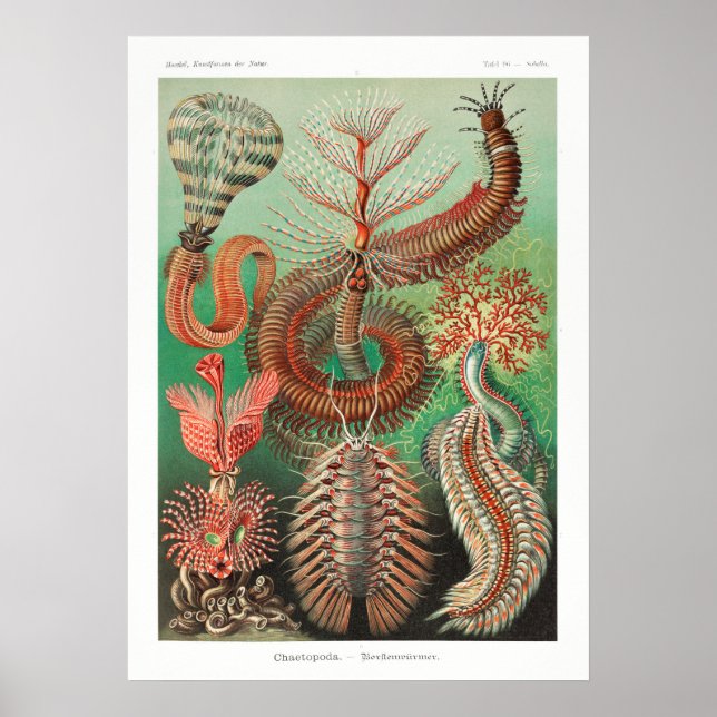 Poster Ilustração Vintage Marine Life (Frente)