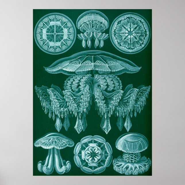 Poster Ilustração Vintage Marine Life (Frente)