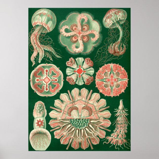 Poster Ilustração Vintage Marine Life (Frente)