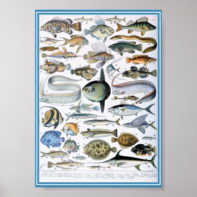 Poster Ilustração Vintage Marine Life (Frente)