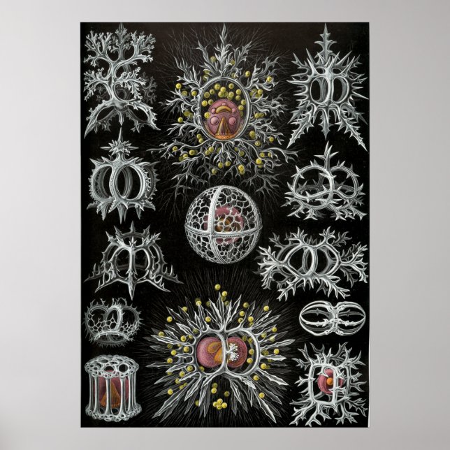 Poster Ilustração Vintage Marine Life (Frente)