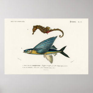 Poster Ilustração Vintage Marine Life