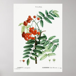 Poster Ilustração Vintage Mountain Ash