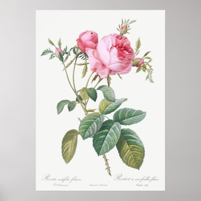Poster Ilustração Vintage Rosa (Frente)