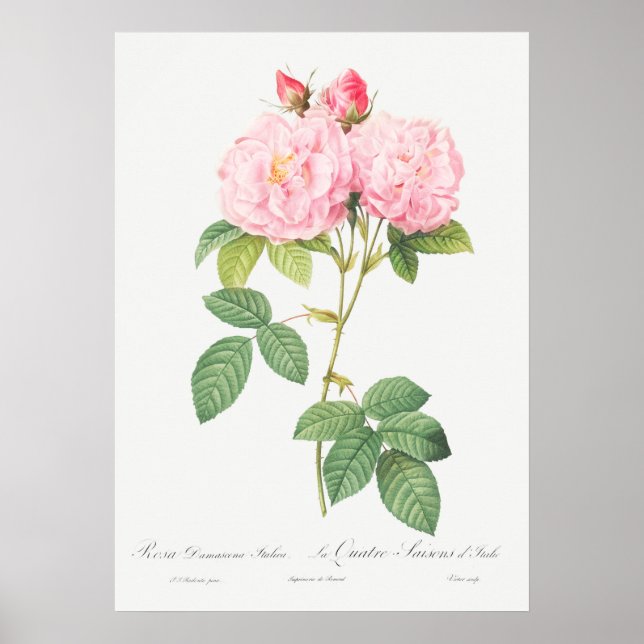 Poster Ilustração Vintage Rosa (Frente)