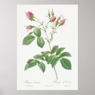 Poster Ilustração Vintage Rosa