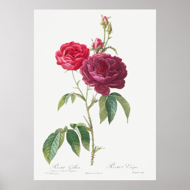 Poster Ilustração Vintage Rosa (Frente)