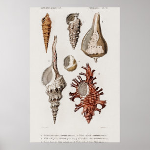 Poster Ilustração Vintage Seashells