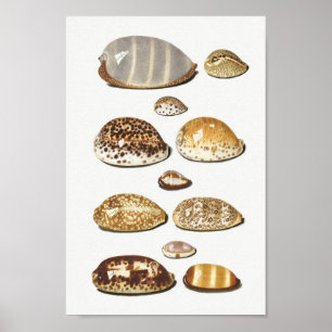Poster Ilustração Vintage Seashells