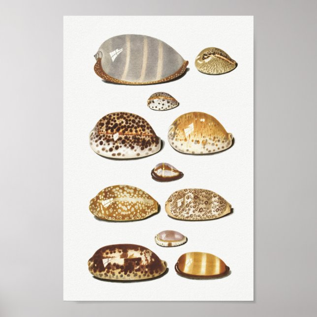 Poster Ilustração Vintage Seashells (Frente)