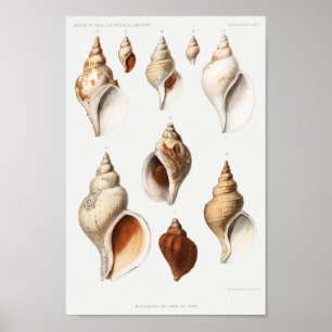 Poster Ilustração Vintage Seashells