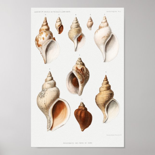 Poster Ilustração Vintage Seashells (Frente)