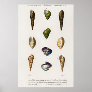 Poster Ilustração Vintage Seashells