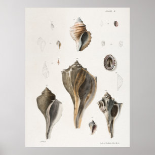 Poster Ilustração Vintage Seashells