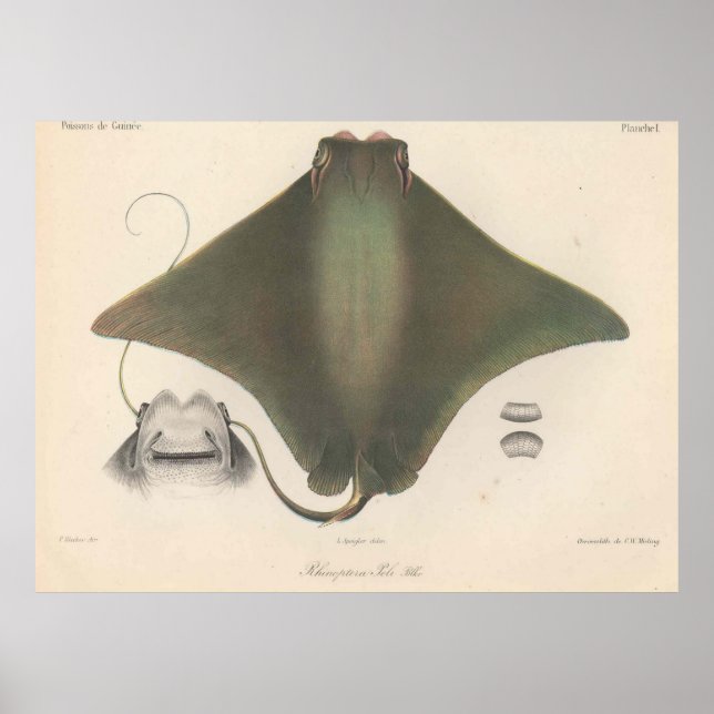 Póster Ilustração Vintage Stingray (1863) (Frente)