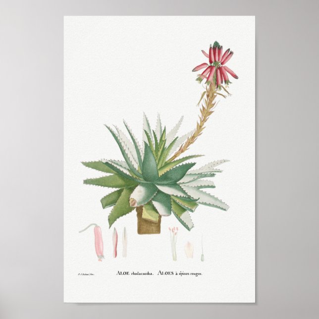 Poster Ilustração Vintage Succulent (Frente)
