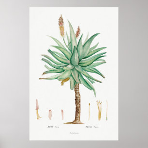 Poster Ilustração Vintage Succulent