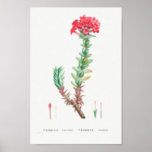 Poster Ilustração Vintage Succulent