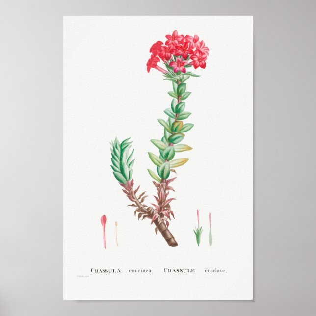Poster Ilustração Vintage Succulent (Frente)