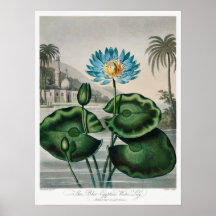 Ilustração Vintage WaterLily