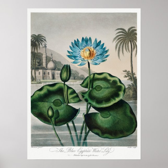 Poster Ilustração Vintage WaterLily (Frente)