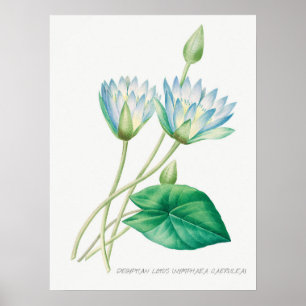 Poster Ilustração Vintage WaterLily