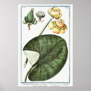 Poster Ilustração Vintage WaterLily