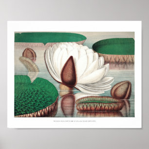 Poster Ilustração Vintage WaterLily