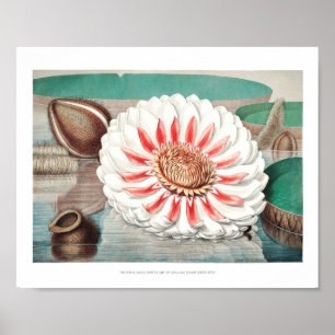 Poster Ilustração Vintage WaterLily